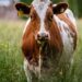 Hombre muere aplastado por una vaca que “cayó del cielo” tras ser embestida por un tren