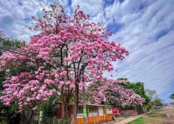 San Luis se pinta de rosa; FOTOS muestran belleza de la Huasteca gracias al Palo de Rosa