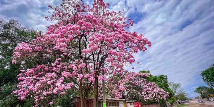 San Luis se pinta de rosa; FOTOS muestran belleza de la Huasteca gracias al Palo de Rosa