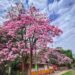 San Luis se pinta de rosa; FOTOS muestran belleza de la Huasteca gracias al Palo de Rosa
