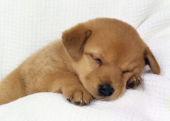 Perritos: dime cómo duerme tu “lomito” y te diré cómo se siente