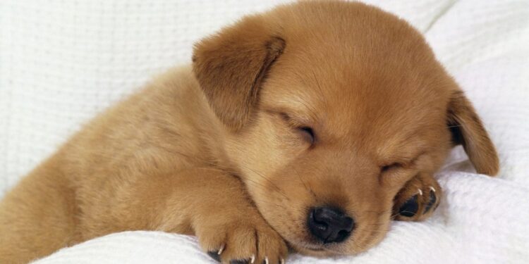 Perritos: dime cómo duerme tu “lomito” y te diré cómo se siente