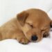 Perritos: dime cómo duerme tu “lomito” y te diré cómo se siente