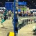 VIDEO: Se desploma robot por cansancio tras larga jornada de trabajo