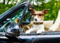 Conductor ebrio pone al volante a su perro para evitar multa