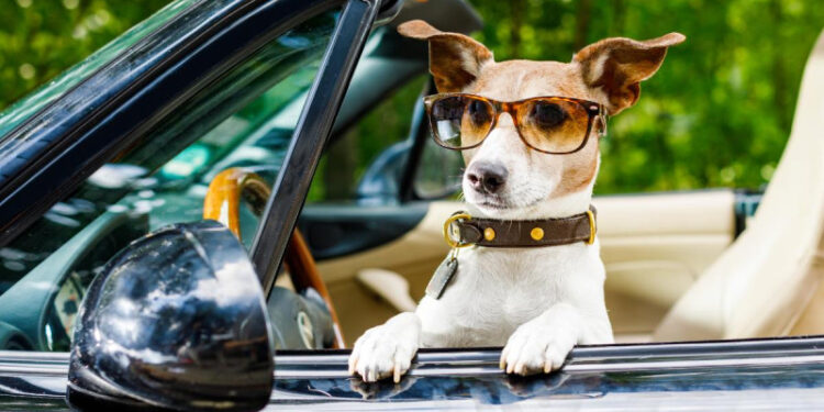 Conductor ebrio pone al volante a su perro para evitar multa