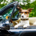 Conductor ebrio pone al volante a su perro para evitar multa