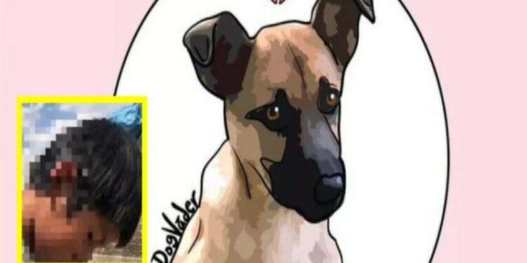 Lo extraño mucho: Niño habla sobre su perrito “Scooby” que murió en aceite hirviendo