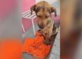 VIDEO: Asesinan a golpes al lomito “Stich” por robar un pan