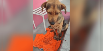 VIDEO: Asesinan a golpes al lomito “Stich” por robar un pan