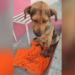 VIDEO: Asesinan a golpes al lomito “Stich” por robar un pan