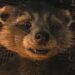 ¡Aplausos! PETA agradece la visibilidad que James Gunn da al maltrato animal en Guardianes de la Galaxia Vol. 3