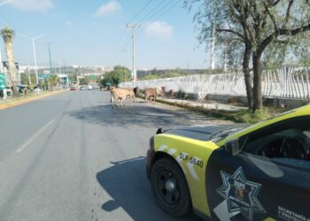 VIDEO: Retiran animales de pastoreo sueltos en Sierra Leona