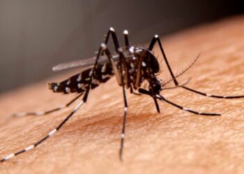 Cabildo se une a llamado nacional para evitar propagación del dengue