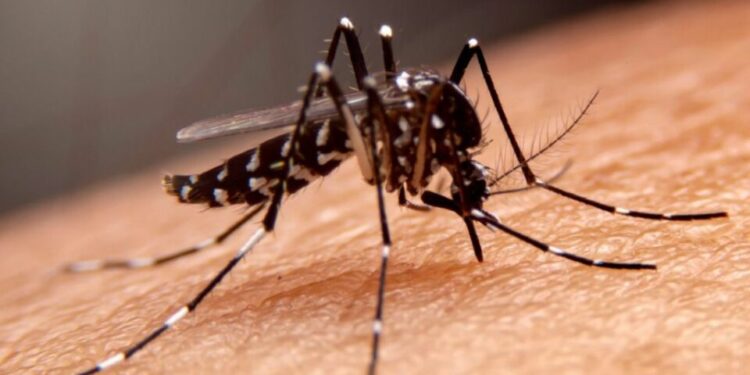 Cabildo se une a llamado nacional para evitar propagación del dengue