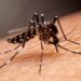 Cabildo se une a llamado nacional para evitar propagación del dengue