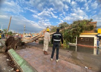 20 casas inundadas y 13 árboles caídos, entre las afectaciones de las lluvias del domingo