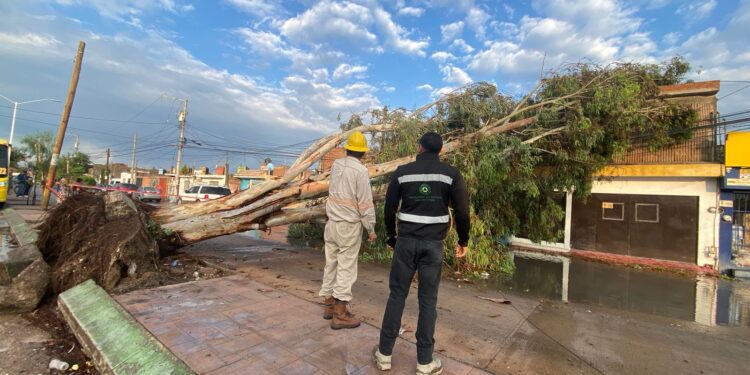 20 casas inundadas y 13 árboles caídos, entre las afectaciones de las lluvias del domingo