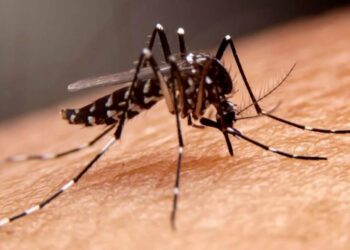 San Luis Potosí acumula cuatro casos confirmados de dengue
