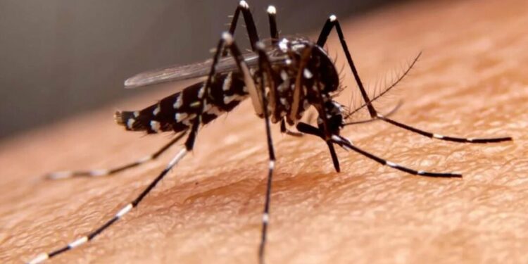 San Luis Potosí acumula cuatro casos confirmados de dengue