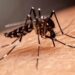 San Luis Potosí acumula cuatro casos confirmados de dengue