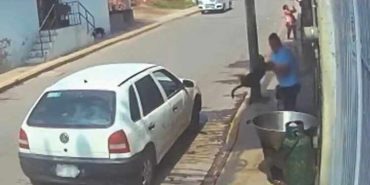 VIDEO: Buscan a sujeto que arrojó a perro a cazo de aceite hirviendo, las imágenes son desgarradoras