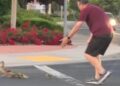 Hombre muere atropellado mientras ayudaba a unos patitos a cruzar la calle