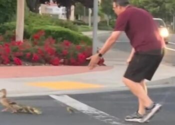 Hombre muere atropellado mientras ayudaba a unos patitos a cruzar la calle
