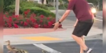 Hombre muere atropellado mientras ayudaba a unos patitos a cruzar la calle