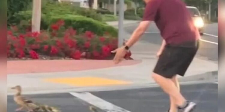 Hombre muere atropellado mientras ayudaba a unos patitos a cruzar la calle