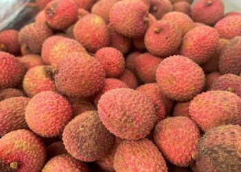 Litchi, el “oro rosa” que se cultiva en la Huasteca potosina