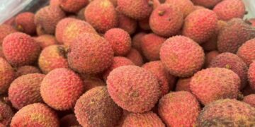 Litchi, el “oro rosa” que se cultiva en la Huasteca potosina