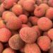 Litchi, el “oro rosa” que se cultiva en la Huasteca potosina