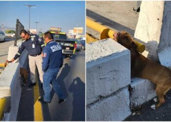 Rescatan a perrito atrapado en carriles centrales de Salvador Nava en la capital potosina