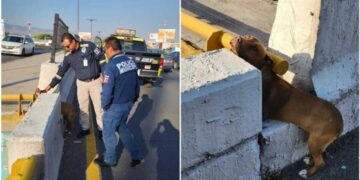 Rescatan a perrito atrapado en carriles centrales de Salvador Nava en la capital potosina