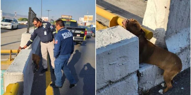 Rescatan a perrito atrapado en carriles centrales de Salvador Nava en la capital potosina