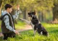 Entrenar a perros de rescate gana popularidad en México