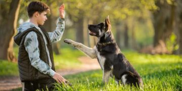 Entrenar a perros de rescate gana popularidad en México