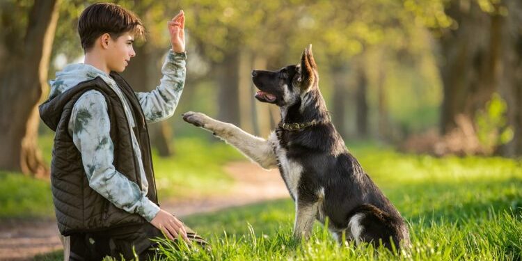 Entrenar a perros de rescate gana popularidad en México
