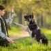 Entrenar a perros de rescate gana popularidad en México