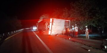 Vuelca tráiler que transportaba vacas en la carretera Valles-Tampico