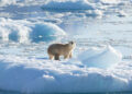 El Polo Norte se quedaría sin hielo para la década de 2030, según estudio