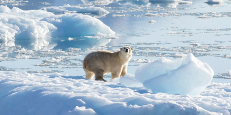 El Polo Norte se quedaría sin hielo para la década de 2030, según estudio