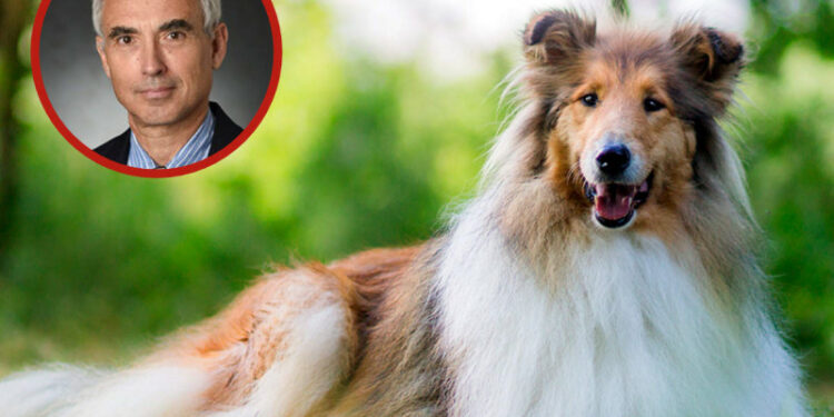 Acusan a reconocido profesor universitario de abusar sexualmente a su perro