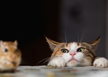¿Por qué los ratones huyen de los gatos? ¡Seguro no lo sabías!