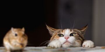 ¿Por qué los ratones huyen de los gatos? ¡Seguro no lo sabías!