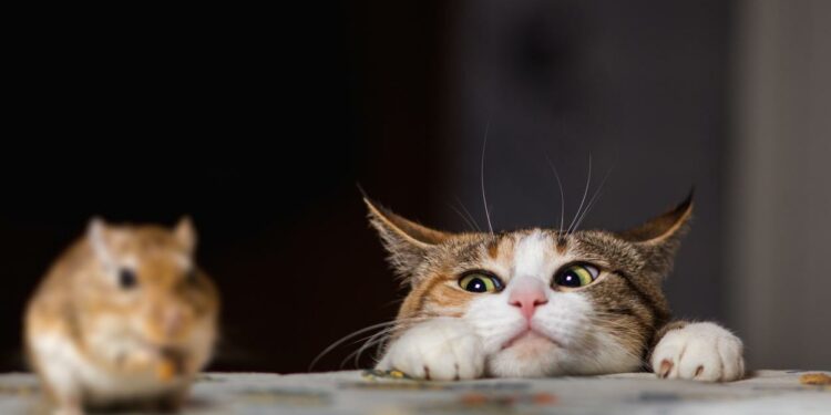 ¿Por qué los ratones huyen de los gatos? ¡Seguro no lo sabías!