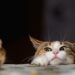 ¿Por qué los ratones huyen de los gatos? ¡Seguro no lo sabías!