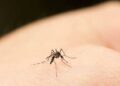 Este truco casero te ayudará contra los mosquitos y el calor en tu cuarto