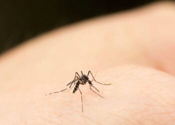 Este truco casero te ayudará contra los mosquitos y el calor en tu cuarto